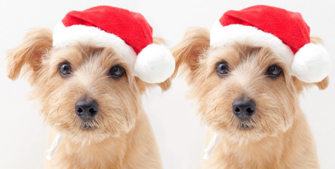 Hundeweihnachtsmarkt